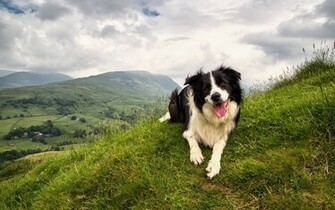 Index Of Scraper Data Alphacoders Border Collie Wallpaper