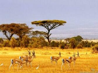 African Safari Zebras Lion Wallpaper Amazing