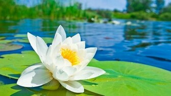 Blurred Background Lily Pads Water Lilies White Flowers Wallpaper