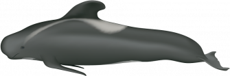 Pilot Whale Illustration Wallpaper