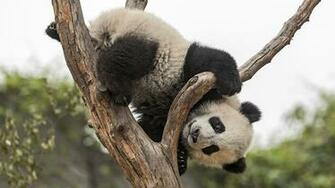 Giant Panda Wallpaper Bears Animals