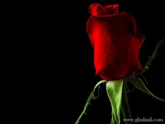 Red Rose Love Wallpaper E Entertainment