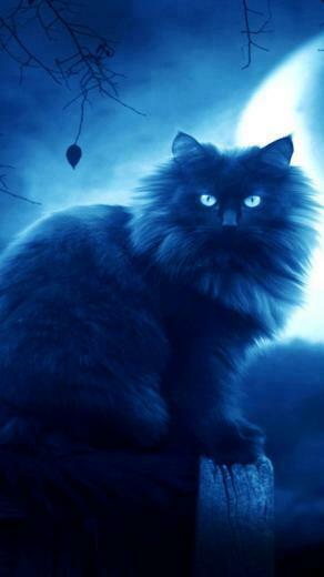 Wallpaper Cat Black Moon Night Silhouette