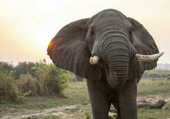 Elephant Pictures HD Image Stock Photos On