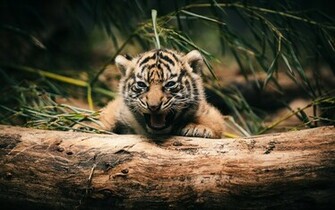 Cute Little Tiger HD Wallpaper Res Desktopas