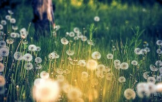 Dandelion Field Wallpaper Pictures In High Definition Or