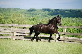 Friesian Horse Wallpaper