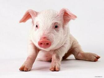 Wallpaper Animal Lovely Pig
