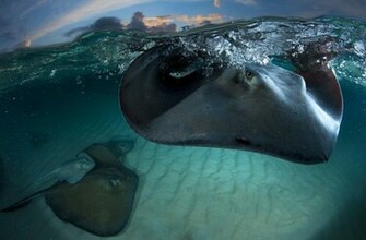 Stingray Wallpaper