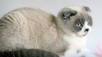 Cat High Definition Wallpaper Quality
