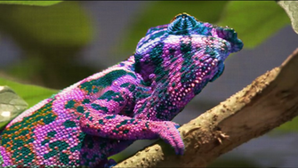 Chameleon Wallpaper By Nbda