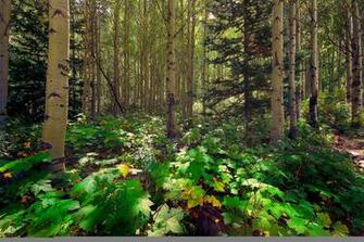 Wallpaper Forest Trees Aspen Pine Sunlight Rays Light