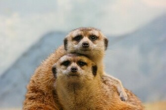 Meerkat Wallpaper Maverick