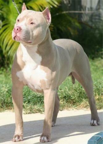American Pit Bull Terriers3 Jpg Phone Wallpaper By Sexy