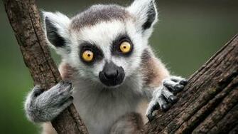 Pin Lemur Wallpaper For