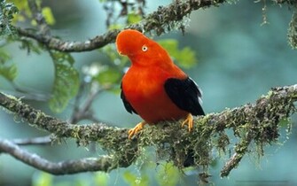 Spot Orange Bishop Wallpaper HD Html