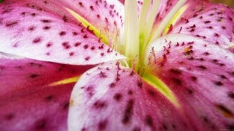 Stargazer Lily