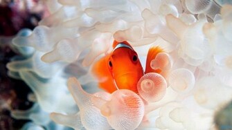 Clown Fish Wallpaper