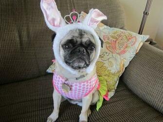 The Easter Pug Stopped By Today Astrid