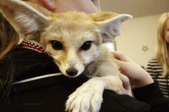 Baby Fennec Fox Wallpaper HD