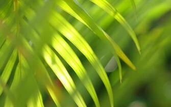 Palm Leaf Wallpaper