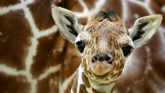 Cute Giraffe Wallpaper Pictures
