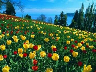 Yellow Tulip Flowers Wallpaper