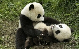 Border Desktop Designs Full Screen Baby Panda Wallpaper
