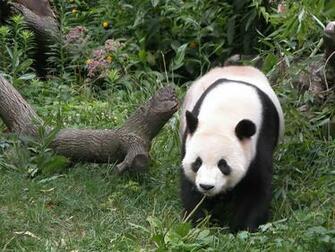 Giant Panda Animal Facts And Pictures All Wildlife Photographs