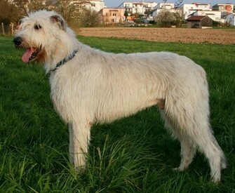 C3 Irish Wolfhound Wallpaper Jpg