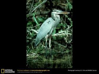 Great Blue Heron Picture Desktop Wallpaper