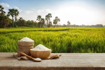 Asian Uncooked White Rice With The Field Background Envirotec