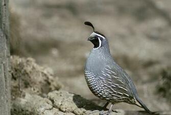 Quail Computer Wallpaper Desktop Background