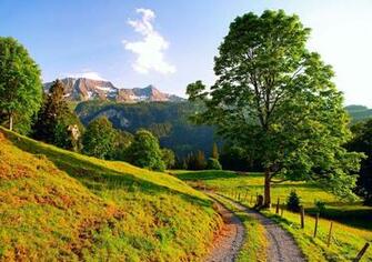 Summer Nature Wallpaper