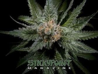 Bud Shots Gallery Cannabis Wallpaper Readers Pics Categories