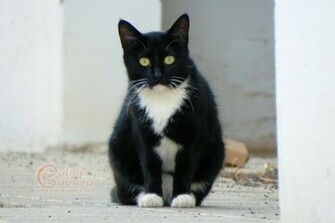 Black And White Cat Image