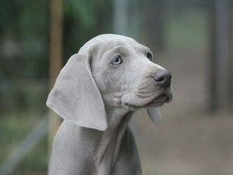 Weimaraner HD Wallpaper