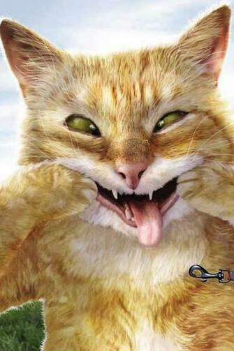 iPhone HD Wallpaper Funny Cat Wale Signs And Tired Owl