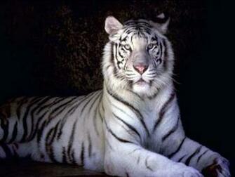 White Tigers Wallpaper Cute Two Beautiful