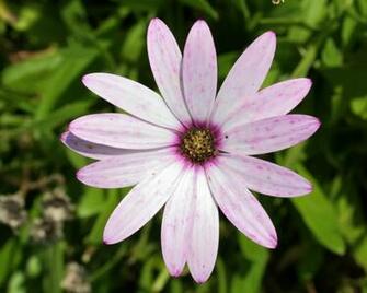 Pin Flowers Wildflowers Pink Flower Desktop Wallpaper On