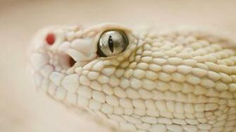 White Snake HD Wallpaper