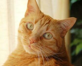 Cute Orange Cat Beautiful Wallpaper For Your Desktop