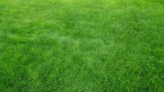 Wallpaper Grain Grass Field Green 4k Ultra HD