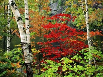 Wallpaper Colorful Nature