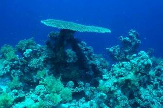 Underwater Scene