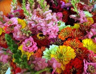 Fall Flowers