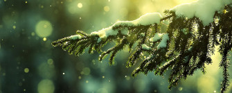 Dual Monitor Wallpaper