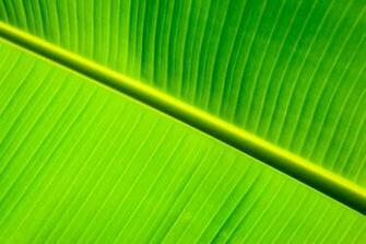Banana Leaf Plant A Detail Of