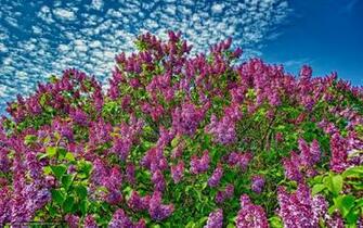 Wallpaper Lilac Bloom Bush Desktop In The