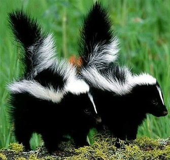 Family Found All Over Animal Pictures And Facts Factzoo
